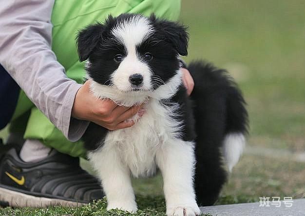 小知识：边牧犬多少钱一只幼崽（非纯种价格在200~700元左右）(图3)