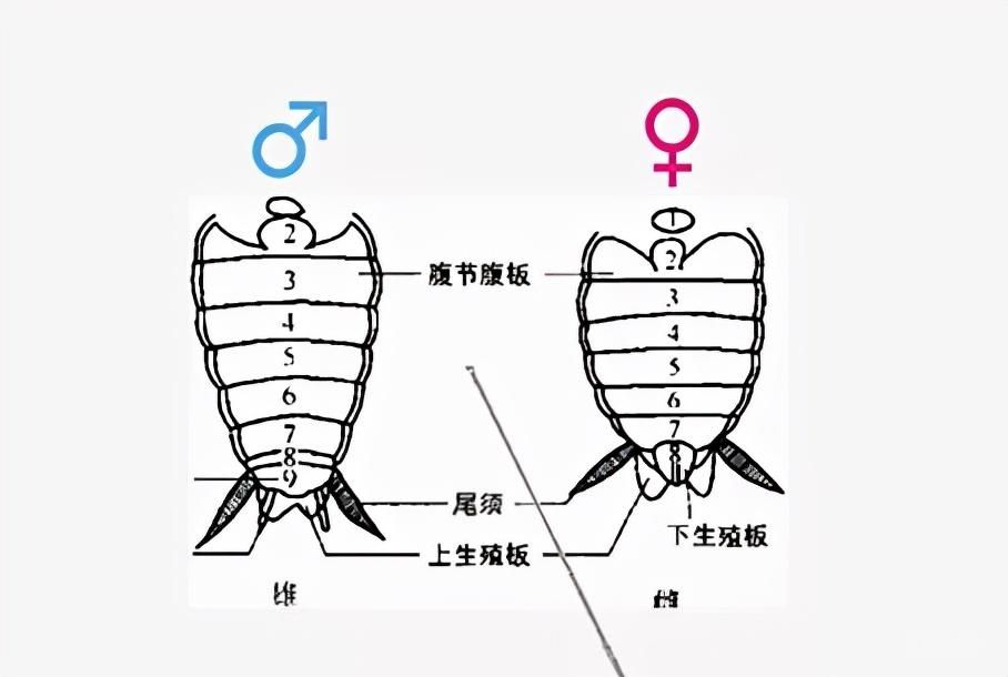 蟑螂分公母吗（公蟑螂和母蟑螂的区别）(图2)