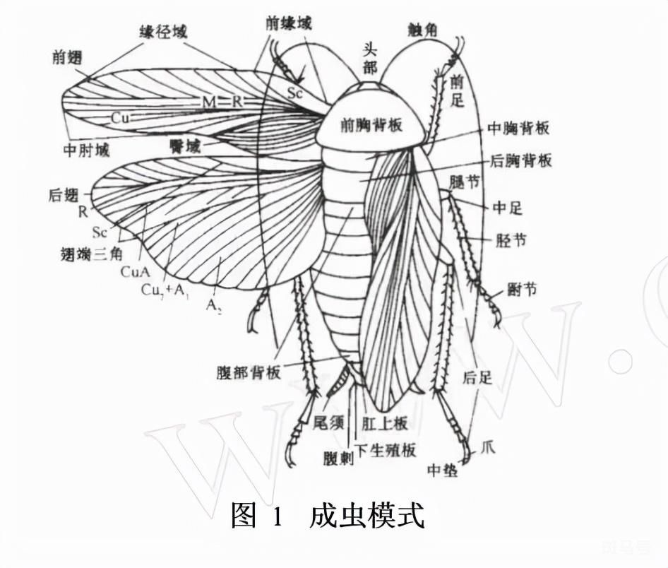 蟑螂分公母吗（公蟑螂和母蟑螂的区别）(图3)