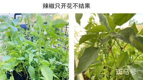 辣椒光开花不结果什么原因是未授粉吗