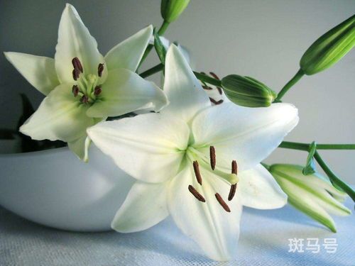 水养百合花为什么要去掉花蕊