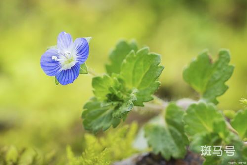 阿拉伯婆婆纳的花语