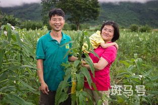 芝麻什么时候播种