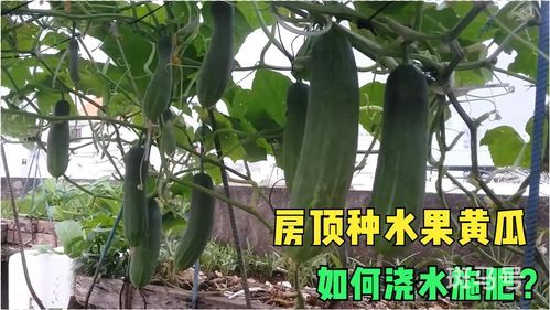 阳台适合种什么果树风水好