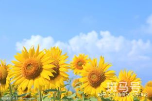 向日葵插花怎么养才能保持开的久