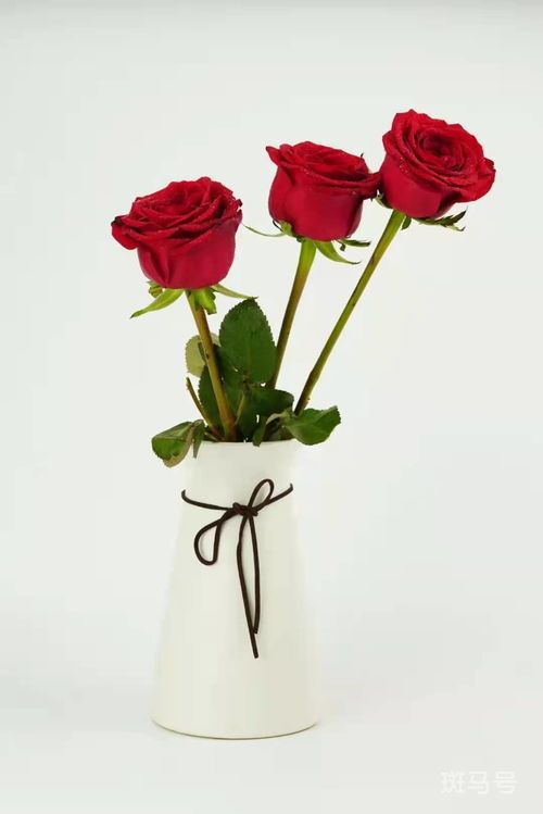玫瑰花插花瓶怎么不开花