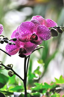 蝴蝶兰的品种有哪些,兰花的品种图片,兰花的叶子