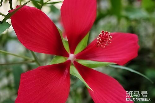 扶桑花的寓意和象征