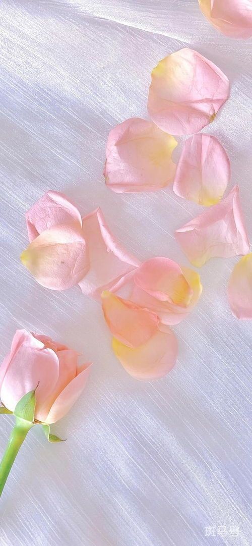 粉白玫瑰花语