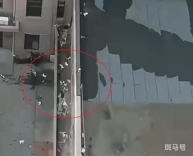 天津一小区15只猫坠亡 警方回应（不存在人为恶意抛猫）(图1)