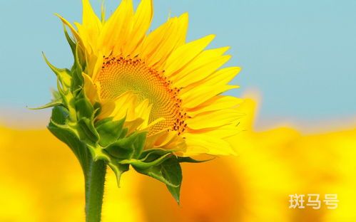 太阳花种子的种植方法和时间
