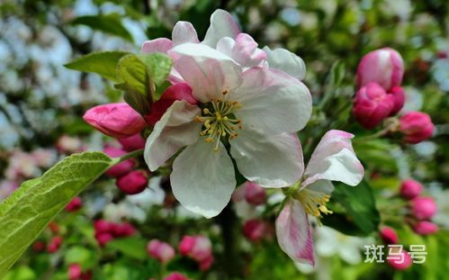 苹果树一般什么时候发芽开花长果的