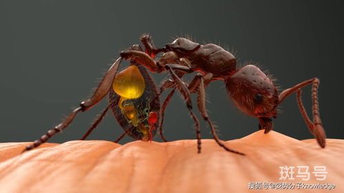 蚂蚁怕什么怎么样才能灭蚂蚁