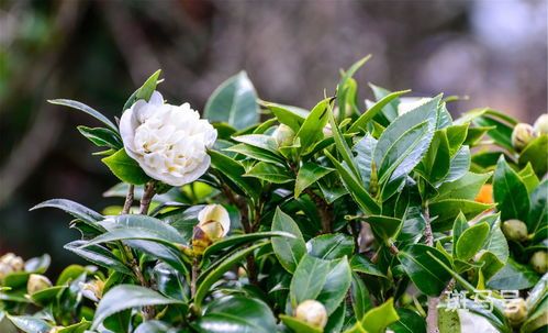 茶花开花期间怎么养护和管理