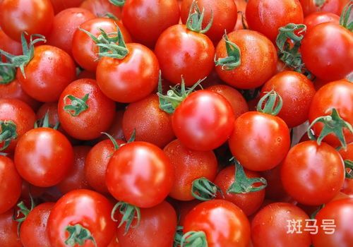 番茄为什么第二年不能种