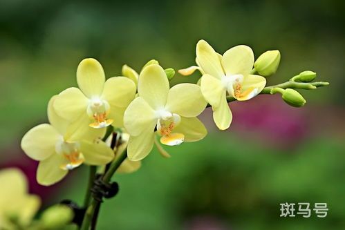 露薇花&anchor=植物养护