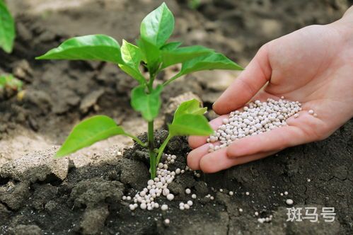 碳灰能当肥料吗
