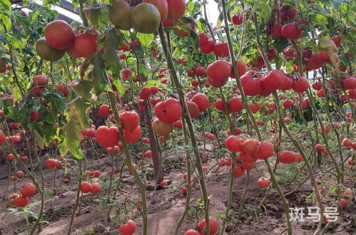 西红柿种植怎样打理