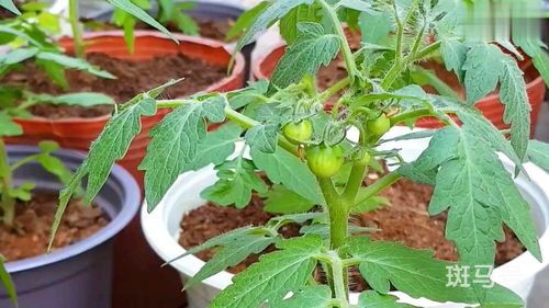 如何打理西红柿苗才能确保坐果率