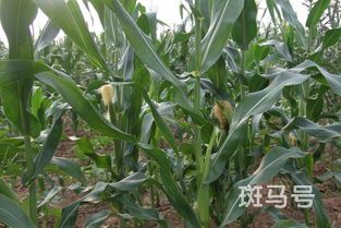玉米属于被子植物还是裸子植物?