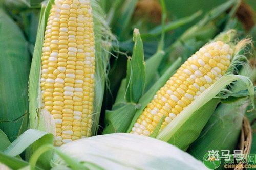 玉米是被子植物还是种子植物