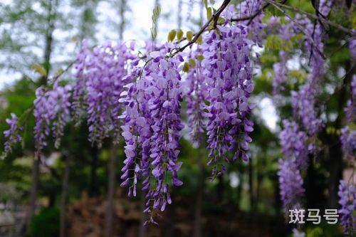 紫藤一年开几次花