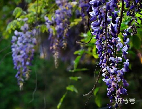 紫藤花期是几月到几月
