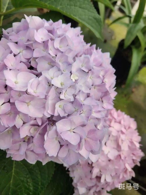 紫藤花几月开花花期多久