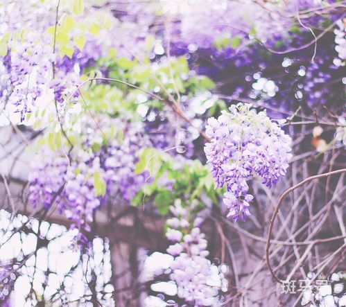 紫藤的花期有多长?什么时候开始开花?