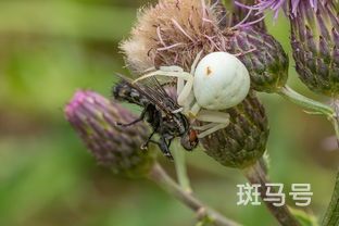 闭鱼花怎么捕鱼蛇药片有什么功效