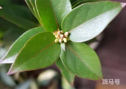 法国香水茉莉一年开几次花