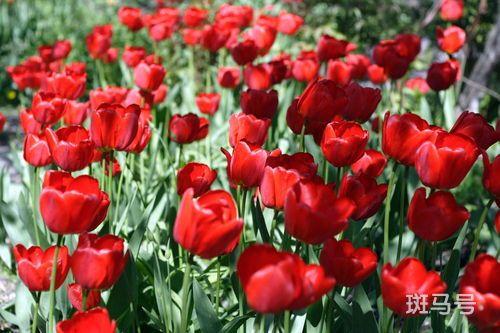 红色郁金香花语和寓意是什么