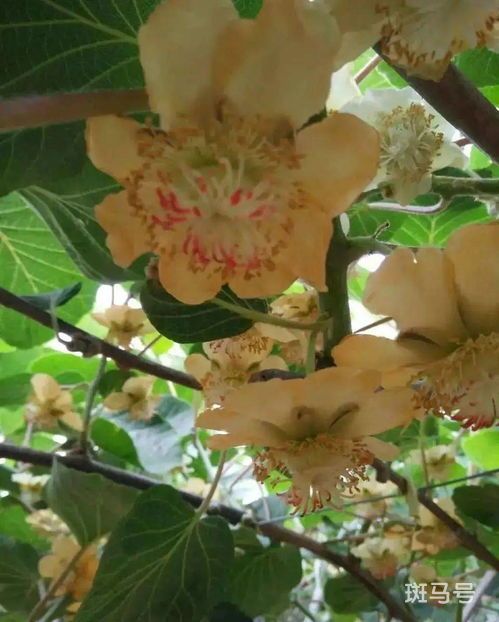 猕猴桃几月开花几月成熟什么地方能种植