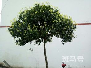 重庆市常见的树木有哪些