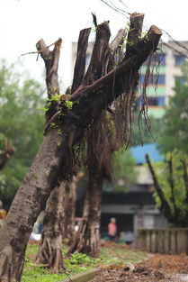 重庆市树是什么花,象征什么