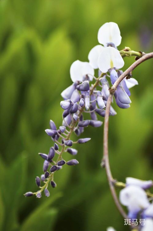 紫藤花一年开几次花正常