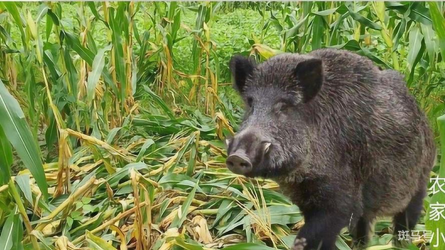 K7541列车与两头野猪相撞致晚点（网友表示为啥野猪泛滥成灾了还要保护？）(图2)