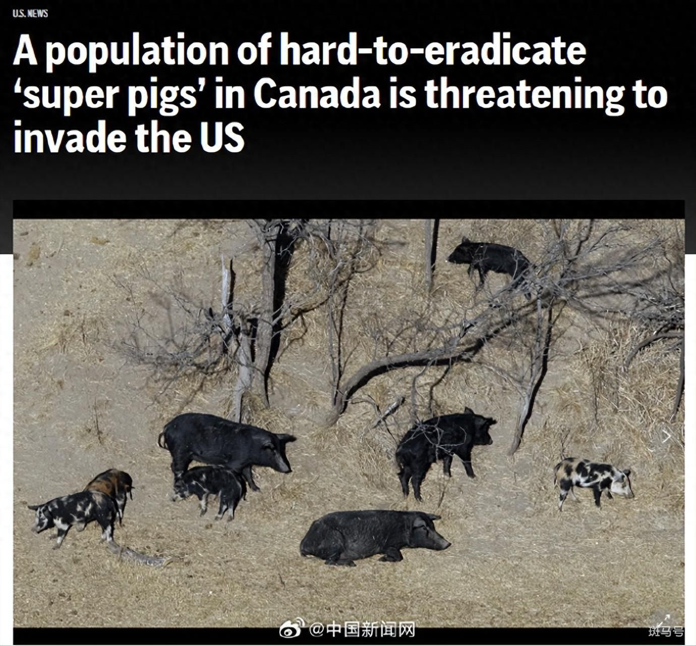 加拿大“超级猪”入侵美国（网友：能吃吗？好吃吗？）(图1)