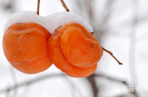 冻柿子用凉水泡多久才可以吃（冻柿子的营养